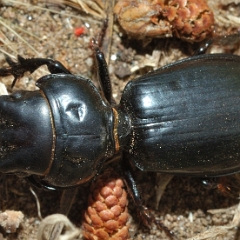 Scarites buparius